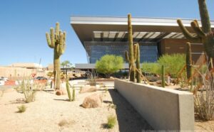 A few cactus plants are arranged in front of an old building, with a lone cactus visible in the background.